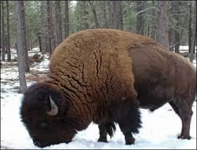 Le bison peut déplacer 5 tonnes de neige par jour.
