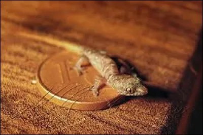 Le gecko nain peut tenir sur une pièce de un centime d'Euro.