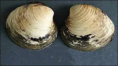 Le clam d'Islande est un mollusque de mer qui peut vivre 400 ans.