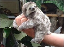 Quiz Animaux