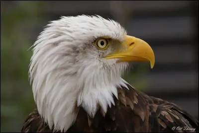 De quel pays est-ce l'embl&egrave;me ?