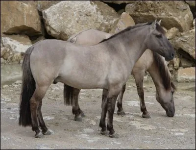 Quel est le nom de cette robe ?