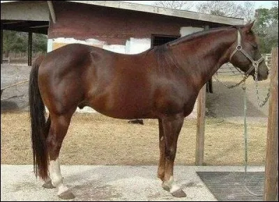 Quel est le nom de cette robe ?