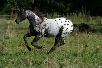 Quel est le nom de cette robe ?