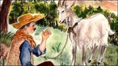 Dans l'histoire de la chèvre d'Alphonse Daudet, le soir venu, l'amie de M. Seguin lui disait très souvent : "Laisse ta biquette au pieu ! "