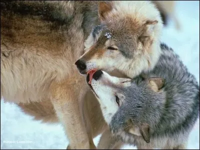 Vous êtes naïfs (ou naïves), vous vous faites souvent berner, tromper, abuser !