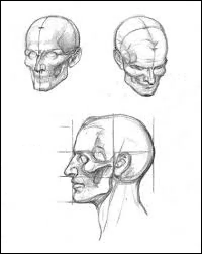 Quel os fait partie du crâne ?