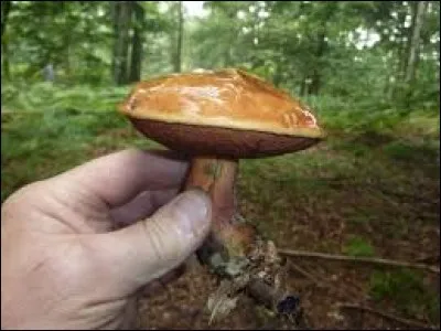 Le cèpe est un champignon comestible bien connu, c'est une des espèces du bolet.