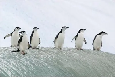 Les manchots vivent ....