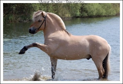 À quelle race ce cheval appartient-il ?