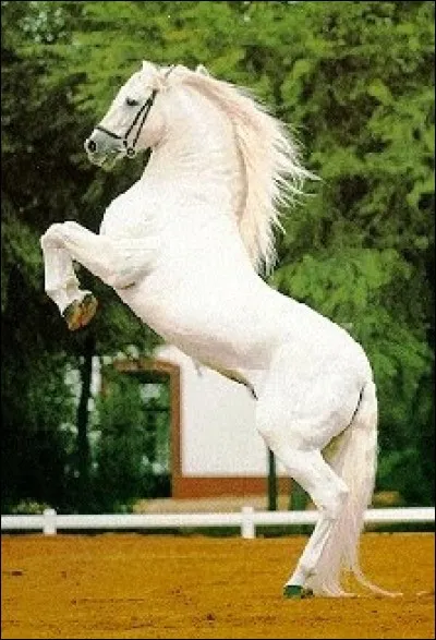 Quelle est cette espèce de cheval ?