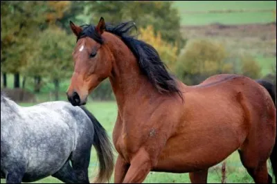 Quelle est cette espèce de cheval ?