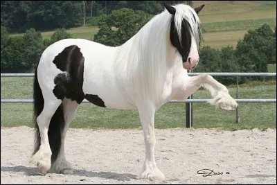 À quelle race ce cheval appartient-il ?