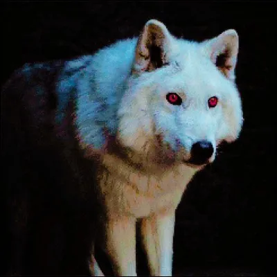 Comment se nomme le loup de Jon ?