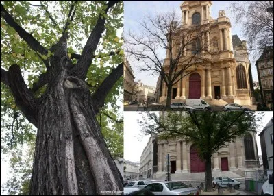 Allons au « 2 rue François Miron » ! C'est l'adresse de « l'église Saint-Gervais et Saint-Protais ».
La foudre a frappé ! Jusqu'à la Révolution, des gens du quartier espéraient soigner leur fièvre. Mais, rien ne dit que cela « fonctionne » encore, la Révolution est passée par là ! 
Que trouvait-on ?