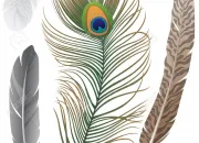 Quiz Le vol d'une plume