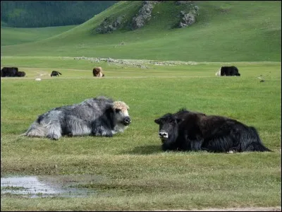 Pendant de nombreux jours, la plume est ballotée par les vents, survolant des steppes, elle arrive finalement dans une région, où vécut Temujin, qui créa le plus vaste empire ayant jamais existé !