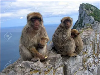 Le vent furieux s'est calmé, nonchalamment notre petite plume avance et traverse la mer Méditerranée, arrivée de l'autre côté, des macaques juchés sur un immense rocher, surnommé le mont de Tariq, lui font des grimaces !