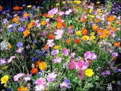 Quelle fleur préfères-tu ?