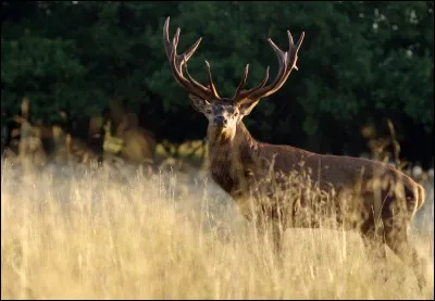Qui est la déesse grecque de la Chasse ?