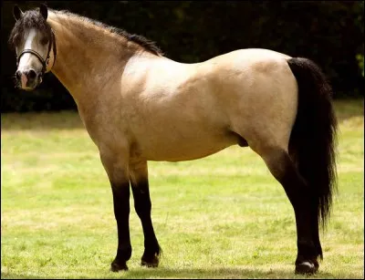 I - "Isabelle" désigne la robe d'un cheval, de couleur jaune ou café au lait, dont le bas des membres est blanc.