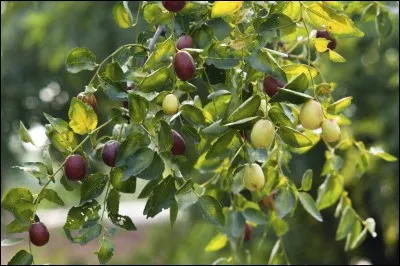 J - Le "jujube" ou datte chinoise, fruit du jujubier commun, n'est pas comestible.