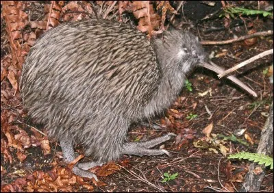K - Le "kiwi" fait partie de la faune endémique de la Nouvelle-Zélande.