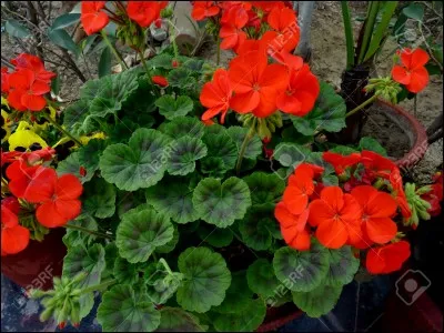 Et celle-ci comment s'appelle-t-elle ?