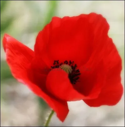 Quel est le nom de cette fleur ?