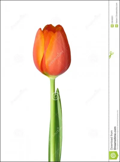 Quelle est celle-ci ?