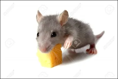 Traduire le mot "souris" en anglais.