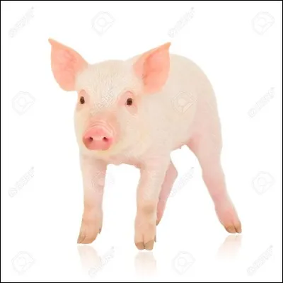 Traduire le mot "cochon" en anglais.