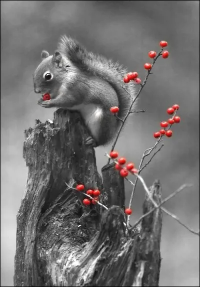 De quelle banque l'écureuil est-il le symbole ?