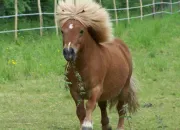 Quiz Rvise ton galop 5