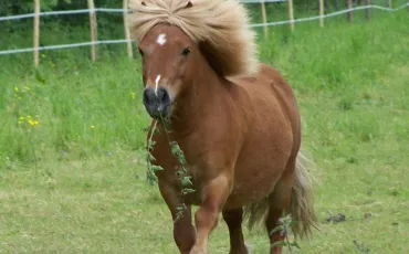 Quiz Chevaux