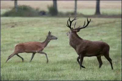 Je suis la déesse de la chasse. Je suis :