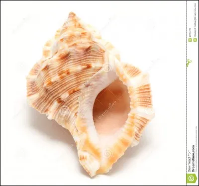 Je suis la plus belle déesse. Je suis souvent représentée sur un coquillage. Qui suis-je ?