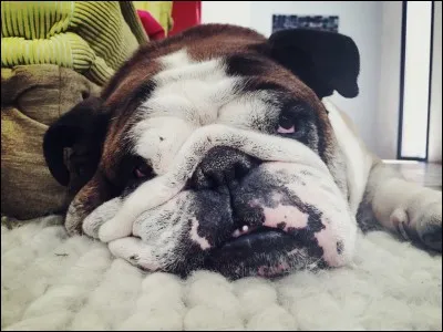 Et enfin, comment s'appel son chien adoré ?