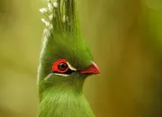 Quiz Les oiseaux in English !