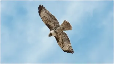 Comment dois-je traduire "voler" ?