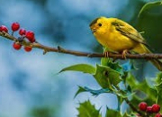 Quiz Entendez-vous le nom d'un oiseau ? - (4)
