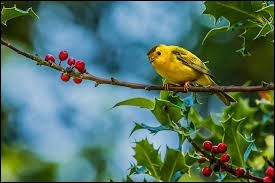 Quiz Oiseaux