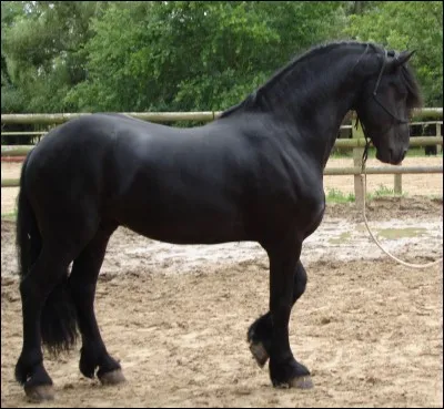 Quelle est cette race ?