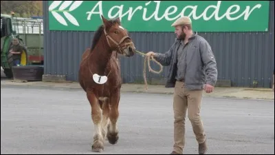 Que dit-on d'un cheval dont l'empreinte postérieure se pose sur celle de l'antérieur ?