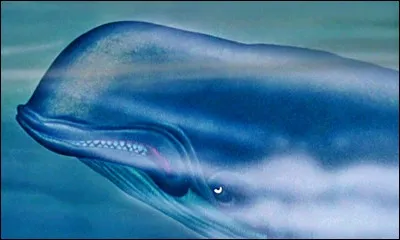 Dans "Pinocchio", comment s'appelle la baleine ?