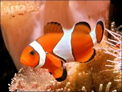 Dans "Nemo", qui sont les méchants ?