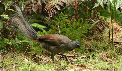Quel est ce magnifique oiseau dont la queue est composée de 16 plumes aériennes et qui montre des aptitudes extraordinaires pour imiter les sons ?