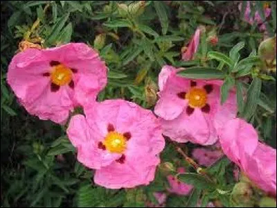 De quel arbuste utilise-t-on "l'ambre" en parfumerie ?