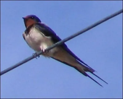 Quel verbe, l'hirondelle chante-t-elle sur toutes les gammes ?