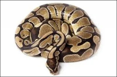 Quel est ce serpent ?